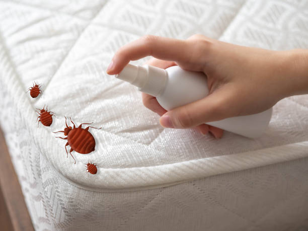 Best Residential Pest Control  in Elmont, NY